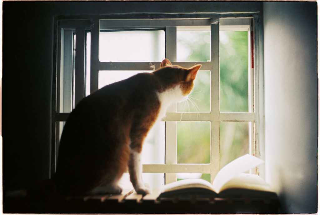 Procrastinating Cat POV